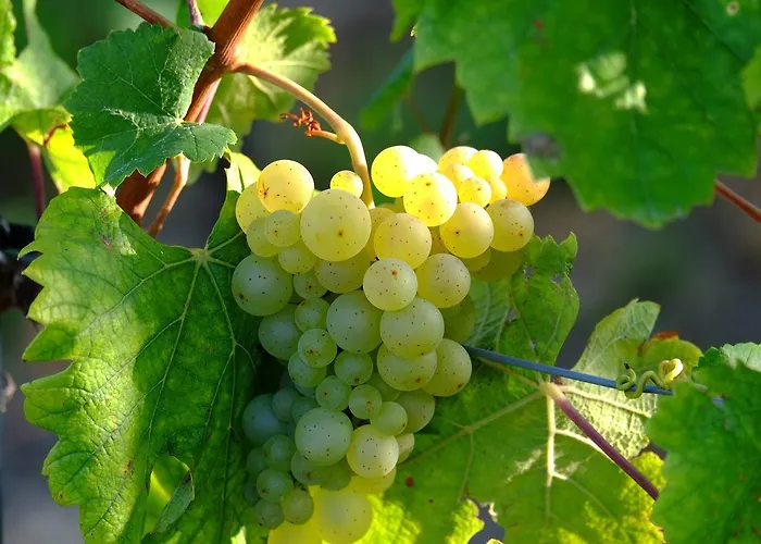 Apartament Dum V Podzamci *